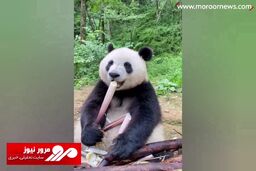 ذوق‌زدگی و تکنیک جالب یک پاندا برای خوردن بامبو! + فیلم