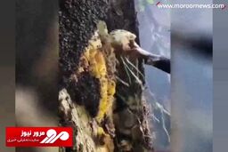 برداشت عجیب و خطرناک عسل وحشی در جنگل های چین! + فیلم