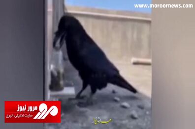 هوش عجیب‌وغریب یک کلاغ برای نوشیدن آب +‌ فیلم