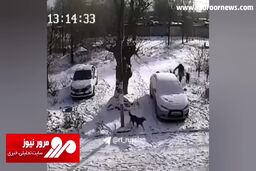 حمله وحشتناک گله سگ‌های ولگرد به یک زن + فیلم
