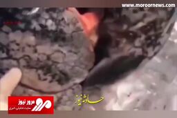 چه بلایی سر ریه یک فرد سیگاری می‌آید؟ + فیلم