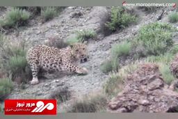ویدیویی زیبا از پلنگ ایرانی در پارک ملی گلستان!